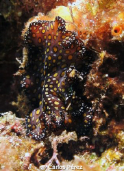 Nudi at Los pozos dive site Isabela Puerto Rico. Shot wit... by Carlos Pérez 